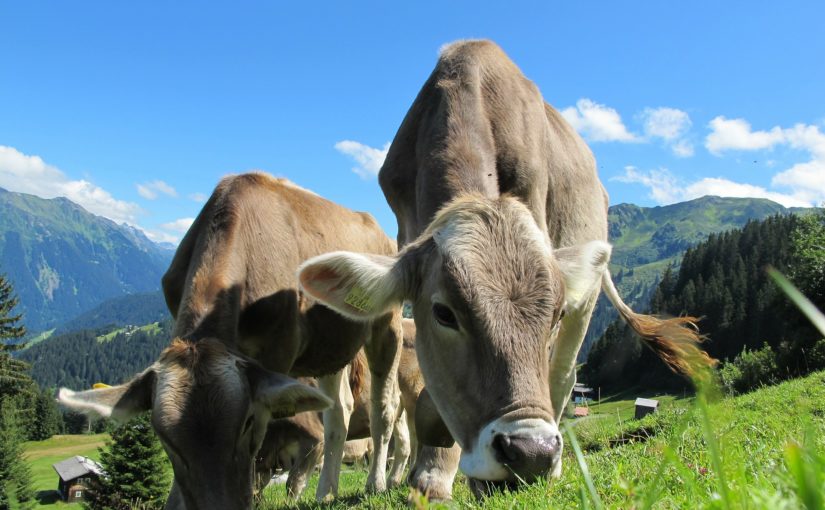 Empresas que trabalham com criação de animais