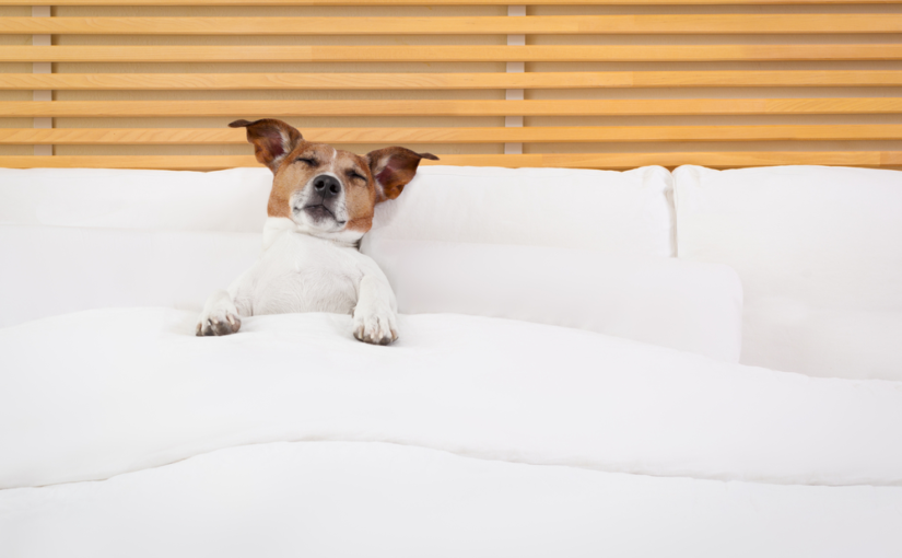 Trazendo o conforto no atendimento em hotéis para cachorro