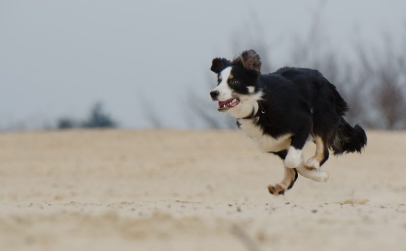 5 raças de cães que são bons corredores