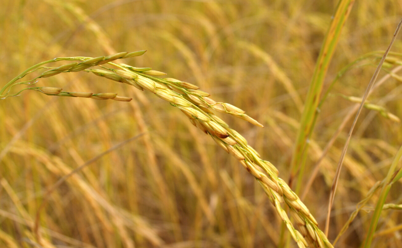 Empreendedorismo agro: saiba o que tem acontecido no safra de arroz
