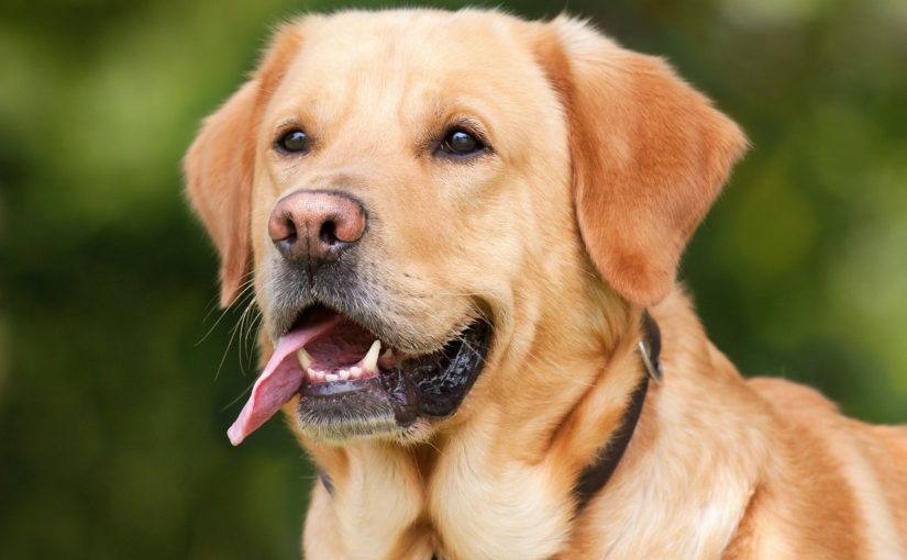 Doenças tireoidianas também acometem animais, entenda