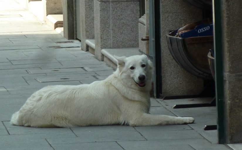 Quanto tempo vive cada animal? Veja a média de vida de cada espécie