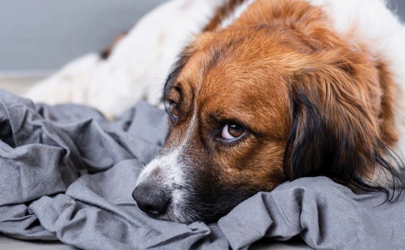 Pet tremendo? Veja o que pode ser e como tratar