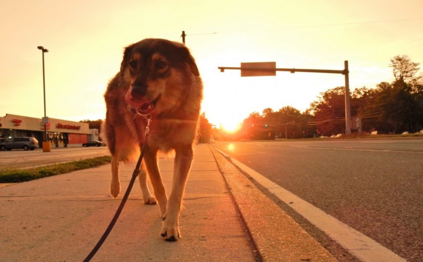 5 mitos sobre pets no calor