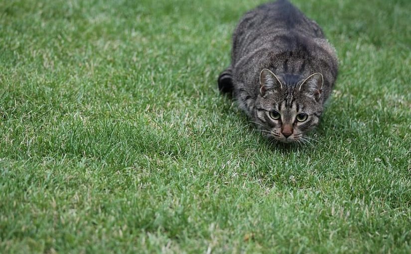 Gatos que trazem ‘presentes’ para o dono: como lidar?