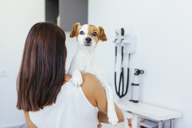 Saiba mais sobre medicina preventiva para animais