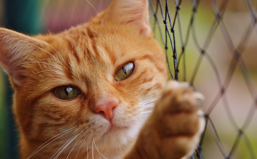 Saiba mais sobre arranhador de gatos e a importância para os bichinhos