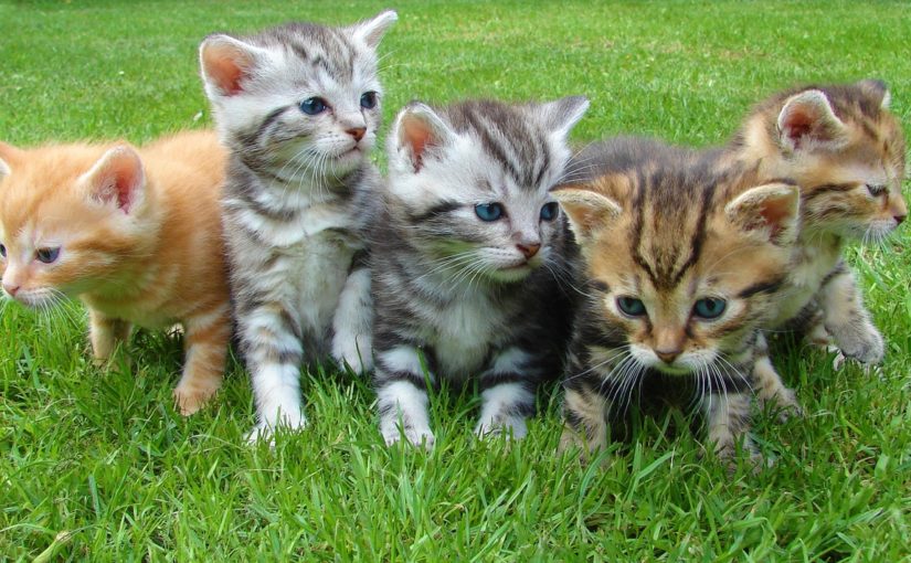 5 formas de como ganhar dinheiro com pets