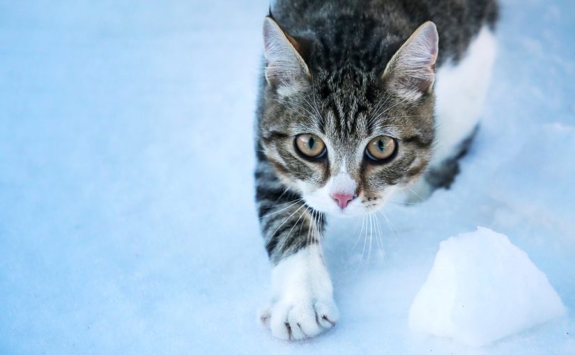 Quais cuidados ter com os gatinhos durante o inverno