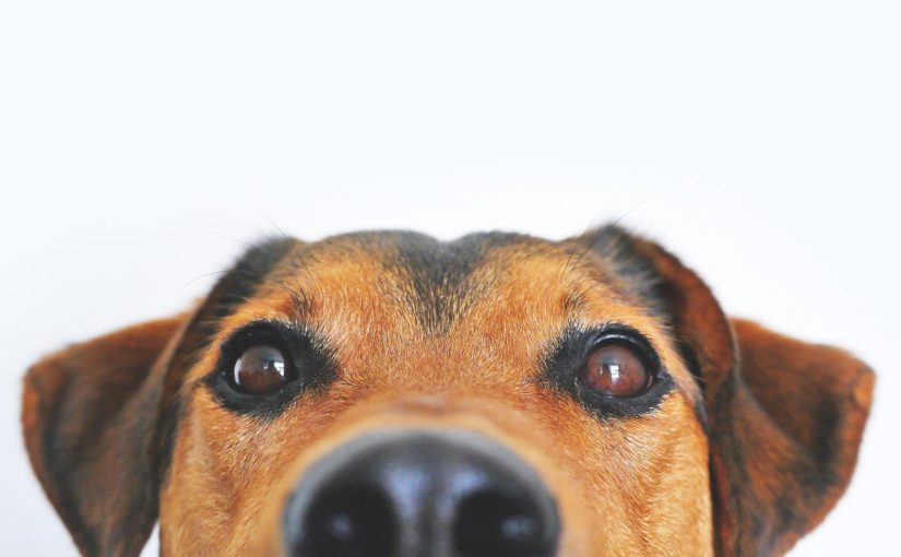 Cinomose: conheça a doença infectocontagiosa que afeta cães