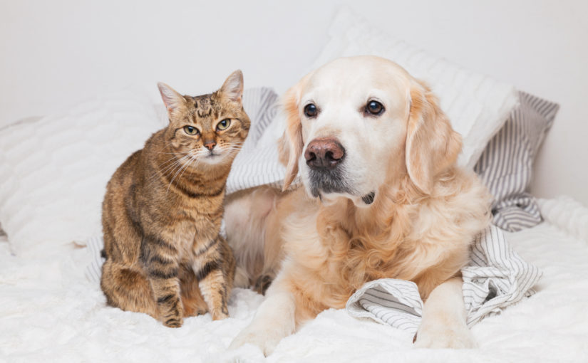 10 sintomas de alergia a animais de estimação