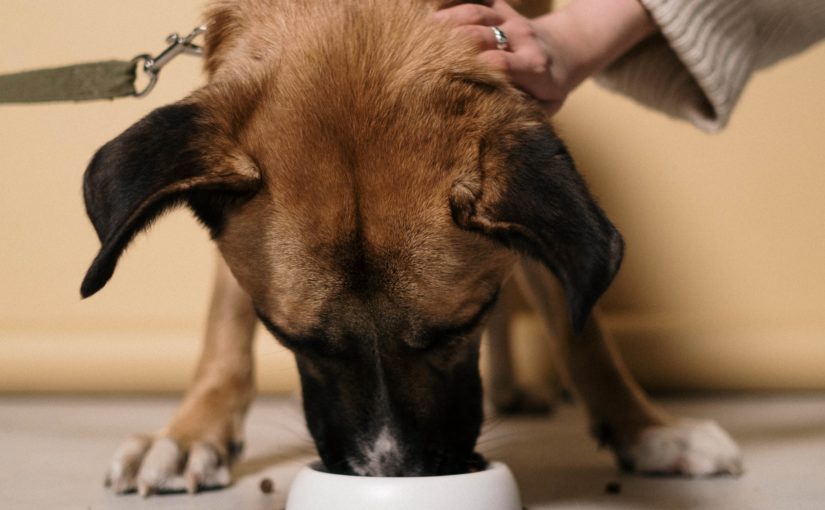 Tumor canino: conheça as alternativas de tratamento